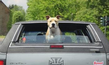 PetWireDaily — The 15 Best Pit Bull Products For Travel