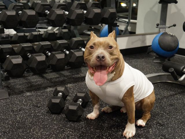 best weight loss supplements for Pit Bulls