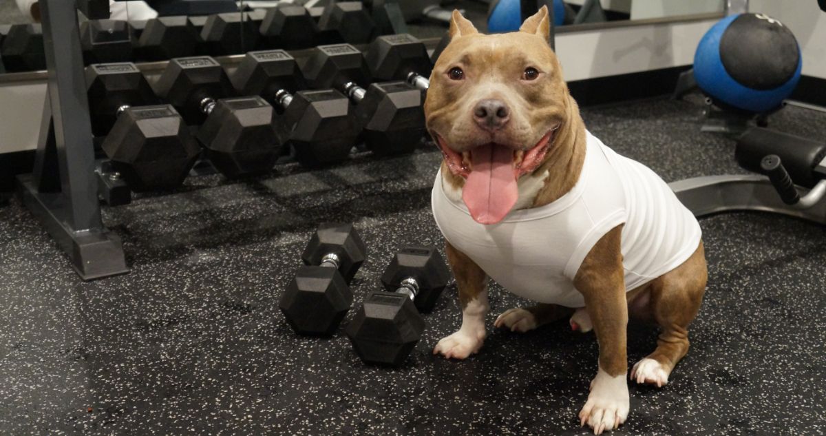 7 Best Dog Weight Loss Supplements for Pit Bulls