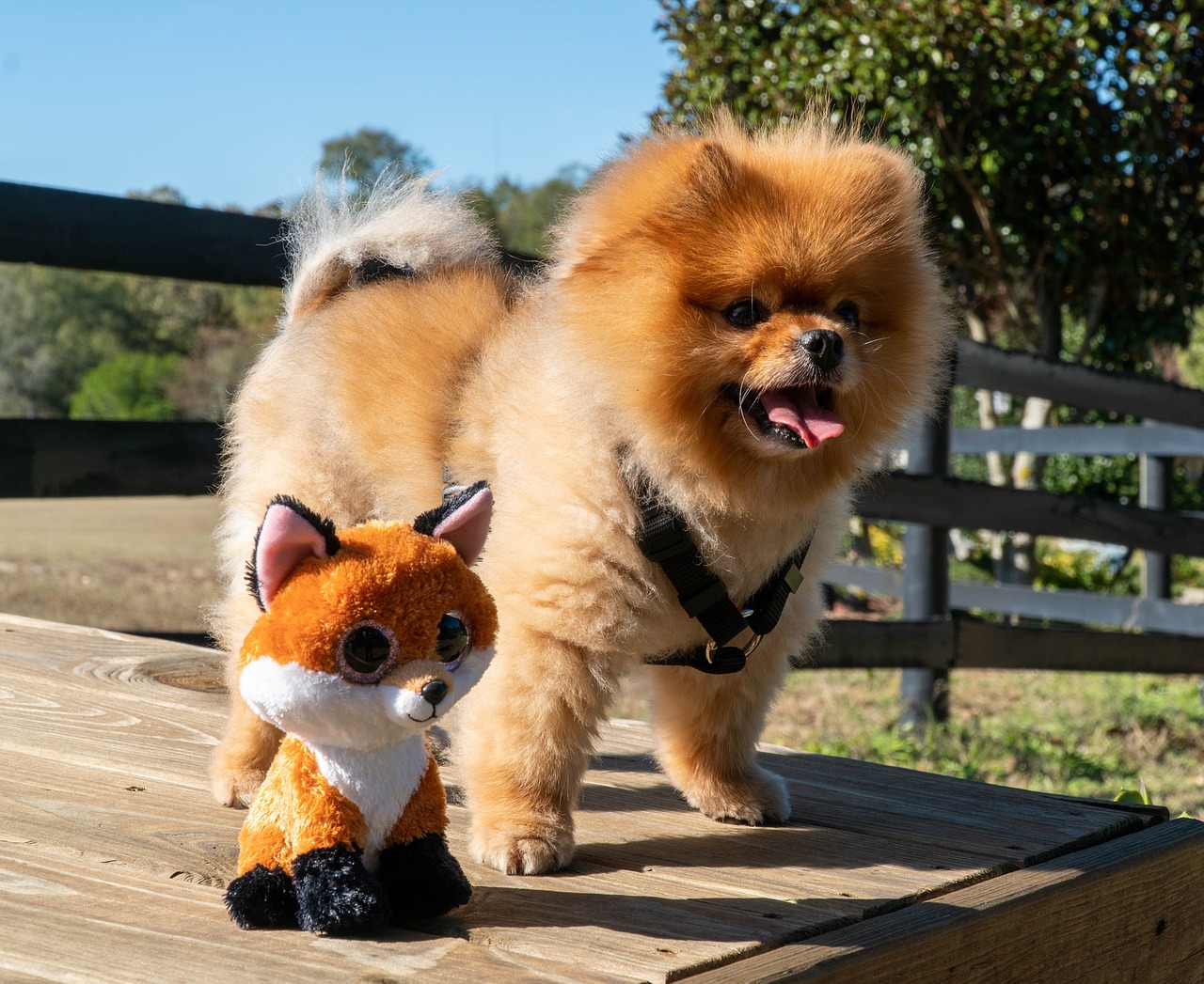 8 Problems Only a Pomeranian Owner Would Understand