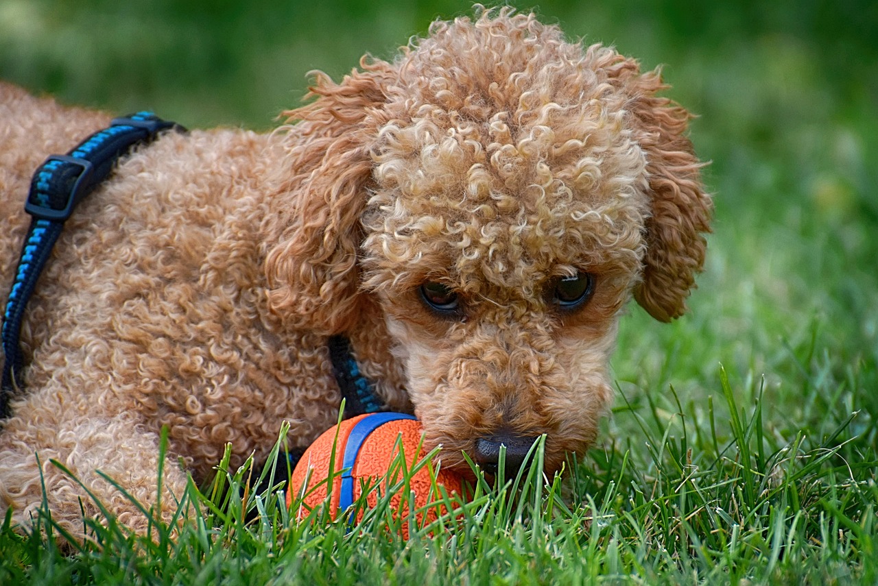 101 Male Poodle Names Meanings