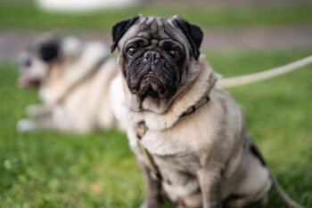 PetWireDaily — The 15 Best Pug Products For Travel
