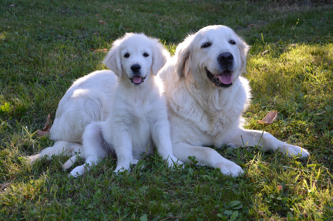5 Ways to Know if a Golden Retriever is Right for You