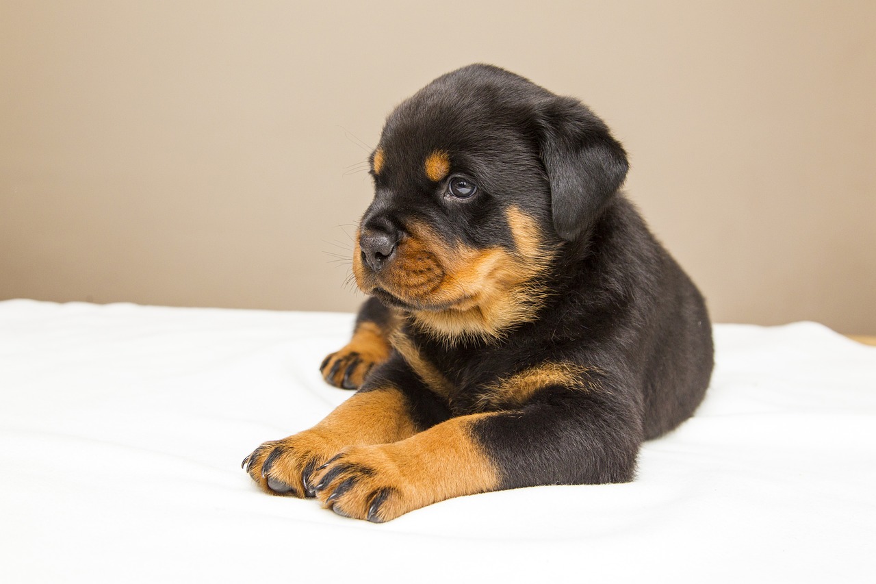 how to tell if your puppy is a rottweiler