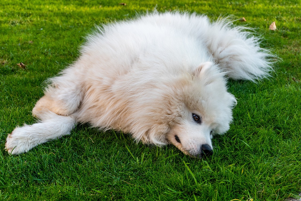 can a samoyed and a akita be friends