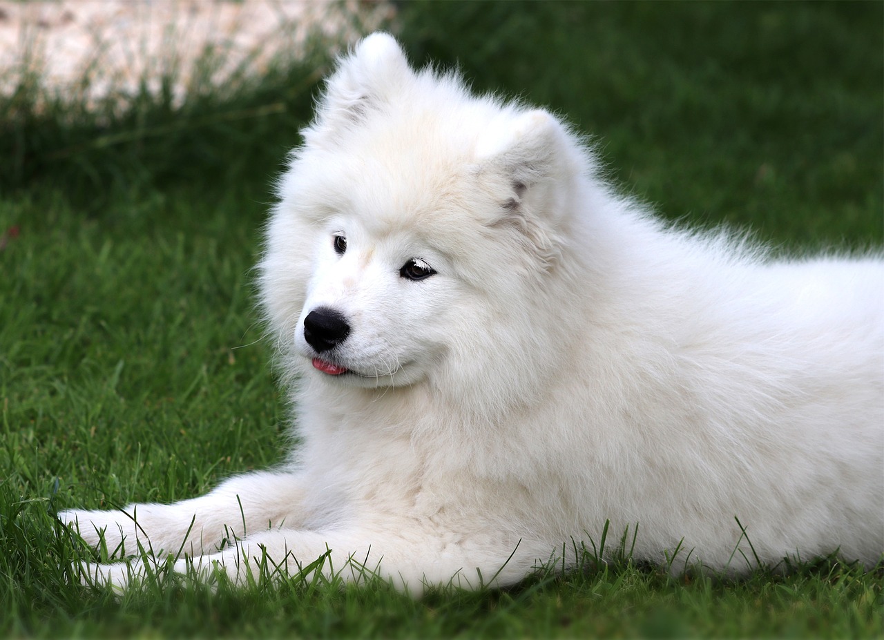 11 Ways to Treat & Prevent Ear Infections in Samoyeds
