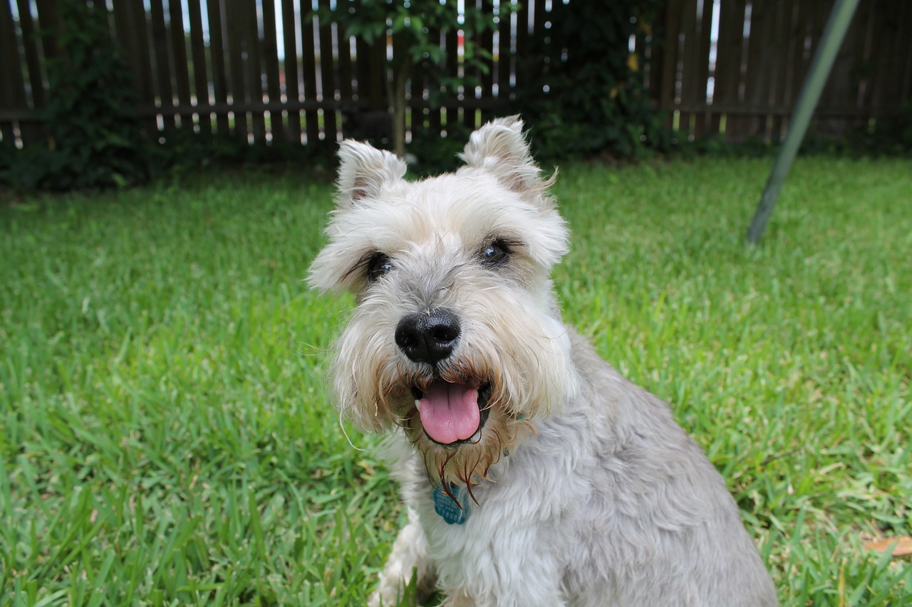 Good names discount for miniature schnauzers