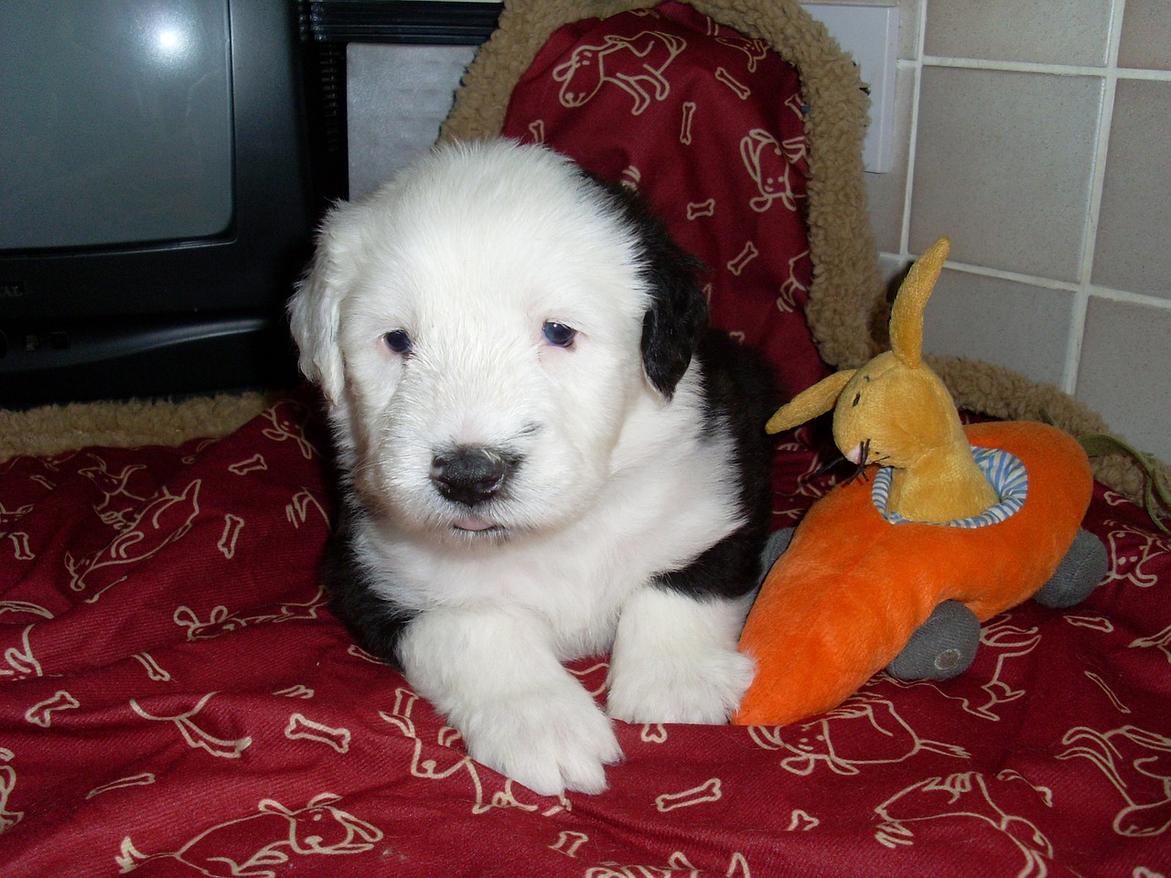 5 Ways to Keep the Memory of Your Beloved Old English Sheepdog Alive