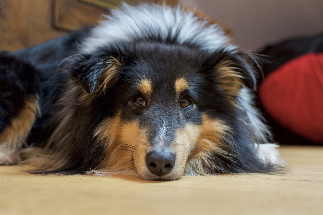 5 Ways To Know If A Sheltie Is Right