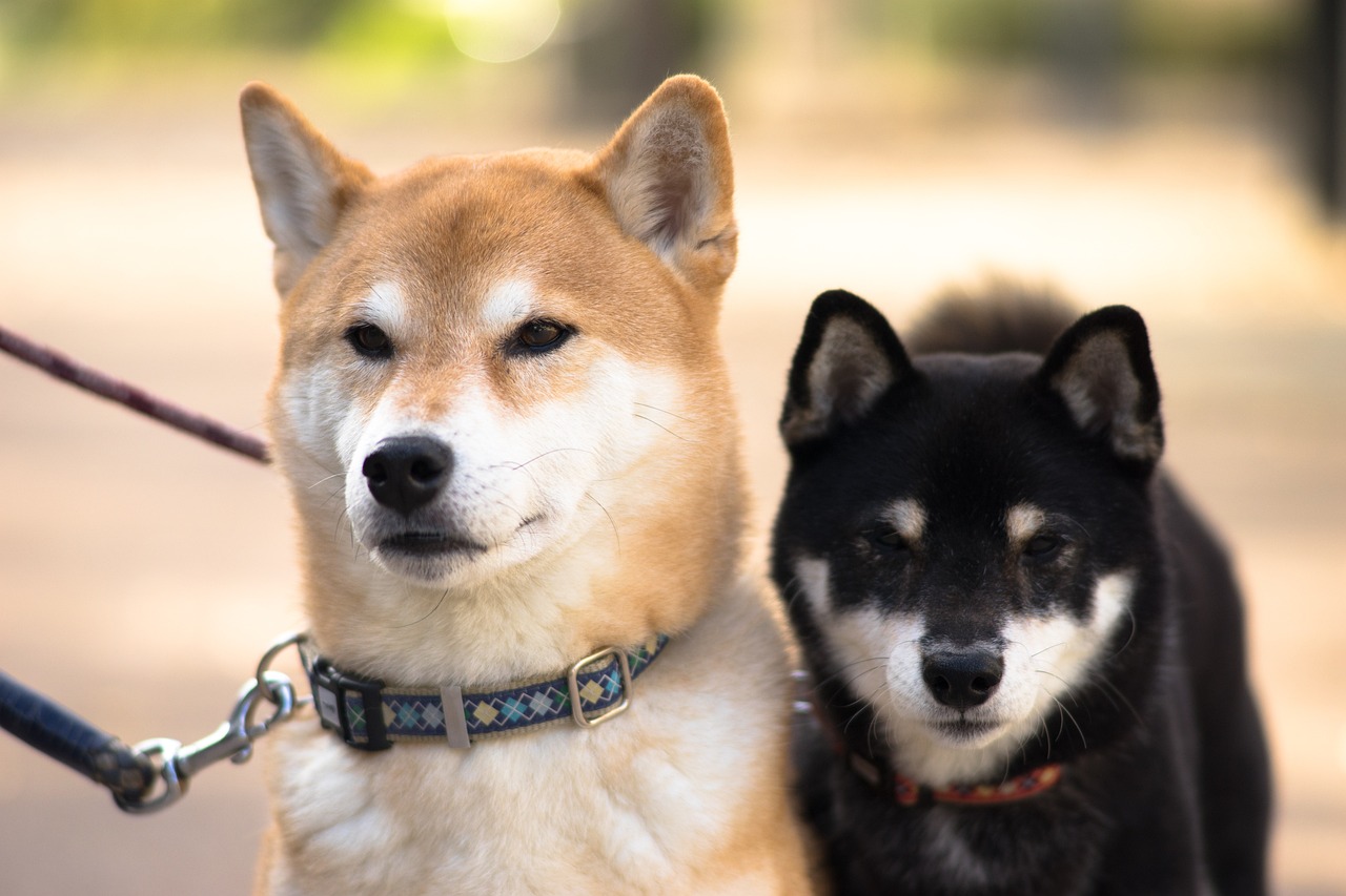 5 Ways to Keep the Memory of Your Beloved Shiba Inu Alive