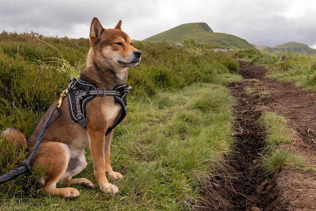 Best Shiba Inu Products For Travel