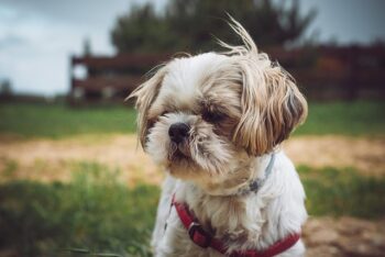 PetWireDaily — The 15 Best Shih Tzu Products For Travel