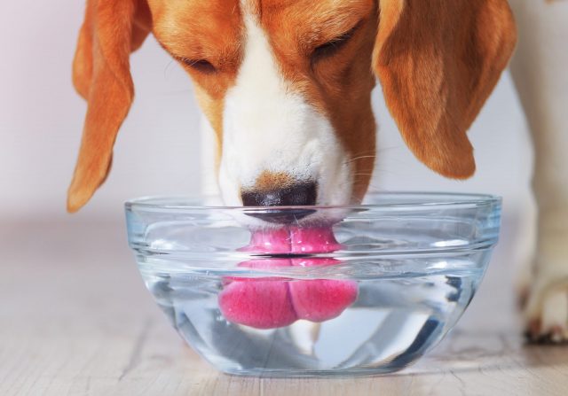 dog dental water additive