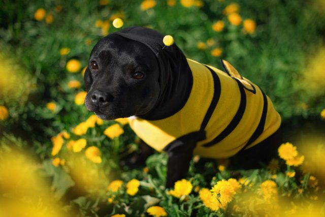bee pollen for dogs