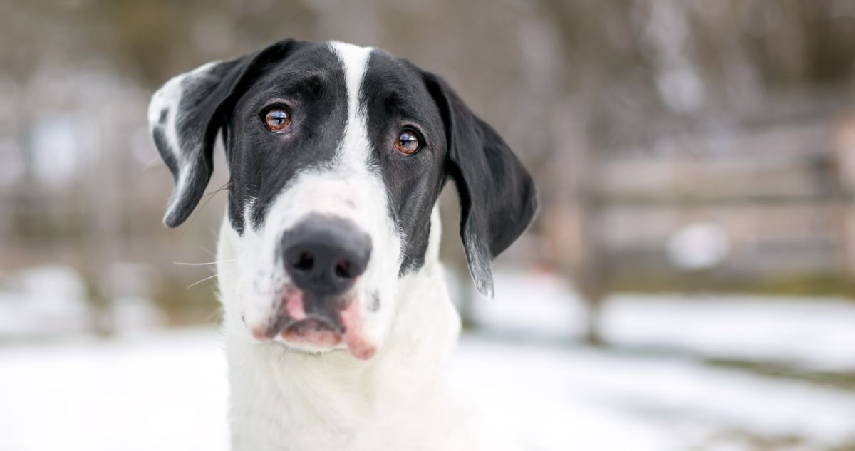 10 Best Eye Supplements for Great Danes