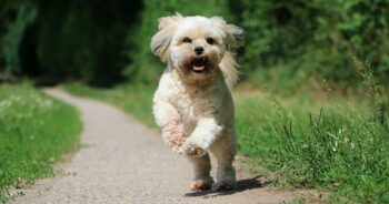 The Best 10 Lhasa Apso Activity Trackers For 2023