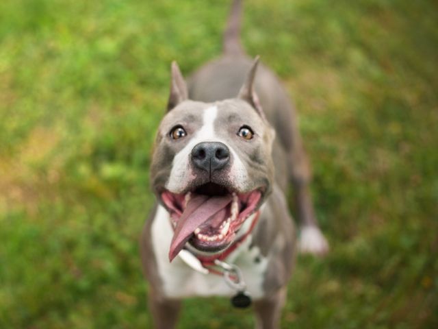 best eye supplements for Pit Bulls