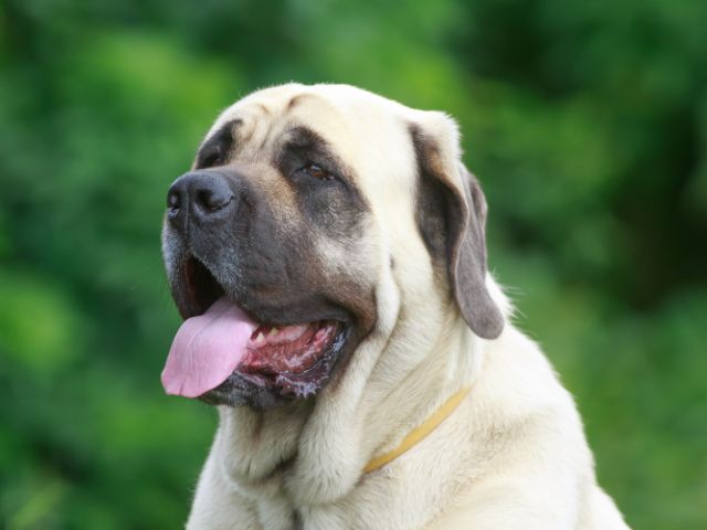 Best Bullmastiff Products For Travel