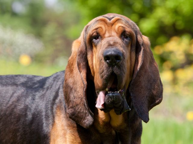 best eye supplements for Bloodhounds