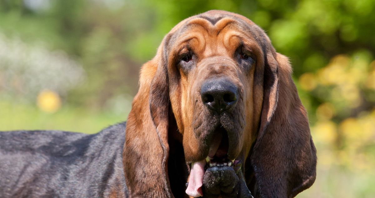 best eye supplements for Bloodhounds
