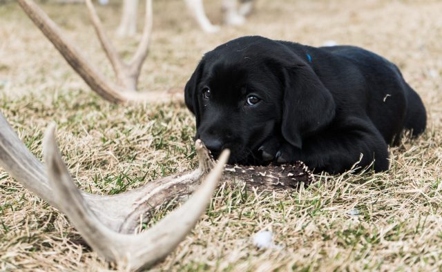 antlers for dogs