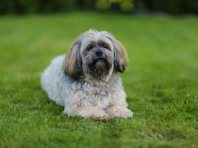 best eye supplements for Lhasa Apsos