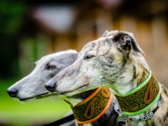 best weight loss supplements for Greyhounds