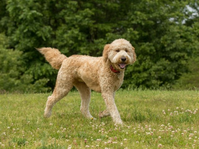 The Best 10 Goldendoodle Activity Trackers For 2023