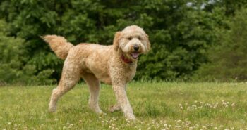 The Best 10 Goldendoodle Activity Trackers For 2023