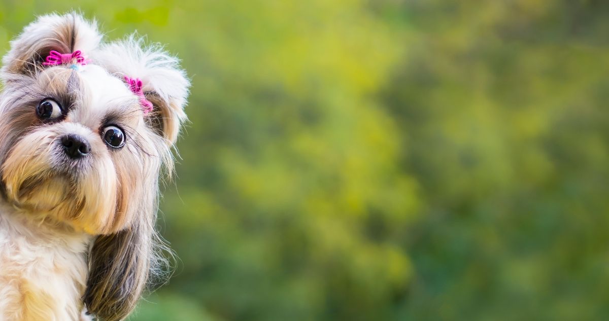 10 Best Eye Supplements for Shih Tzus