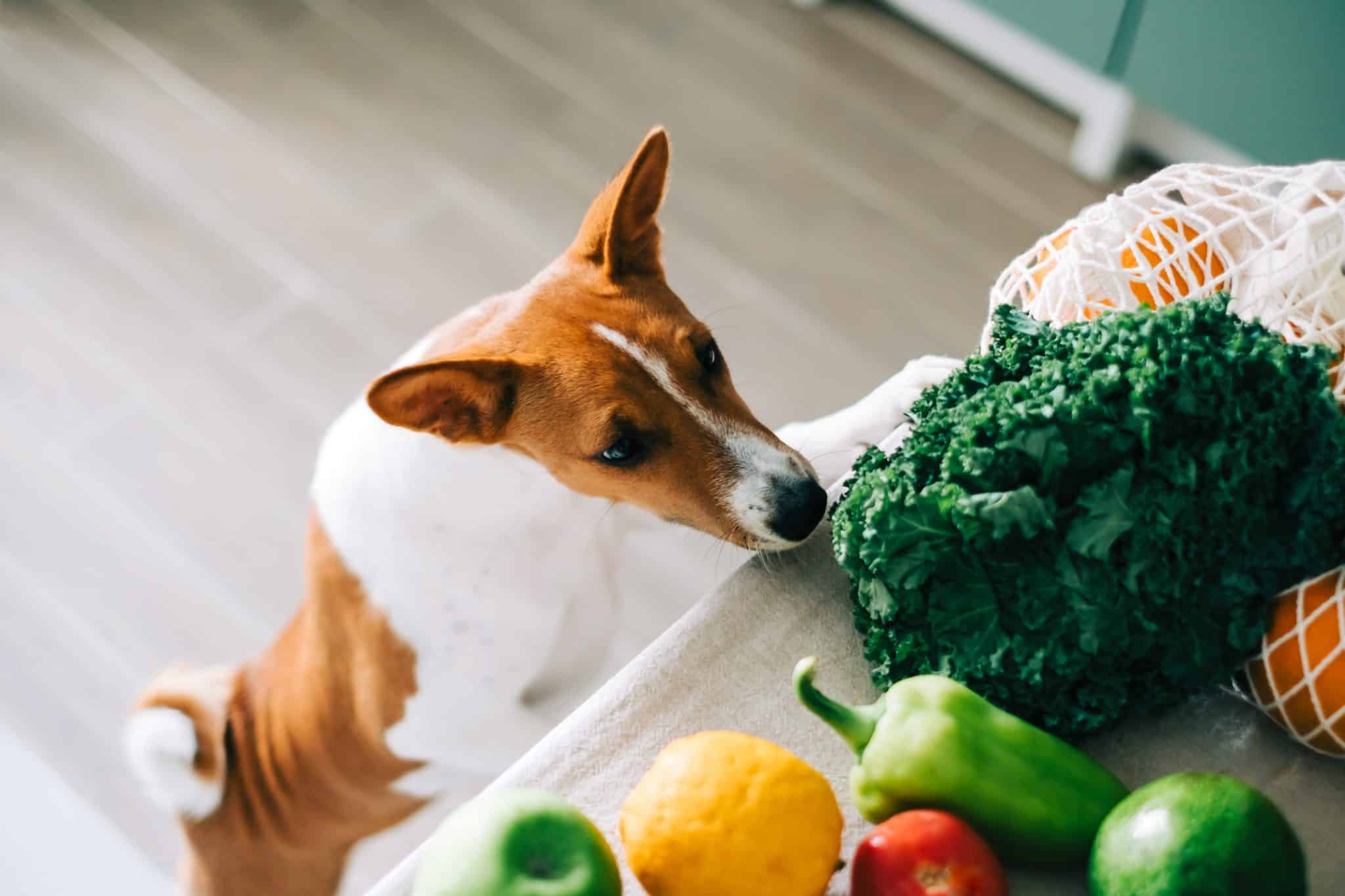 basenji dog sniffing vegetables