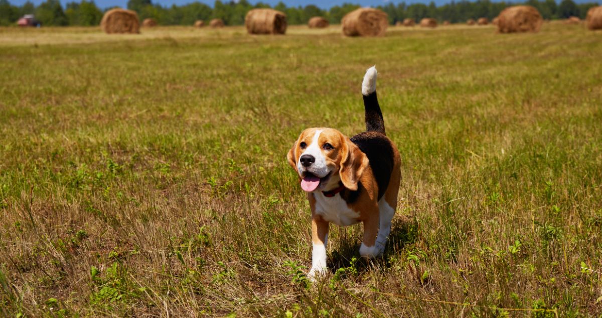 The Best 10 Beagle Activity Trackers For 2024