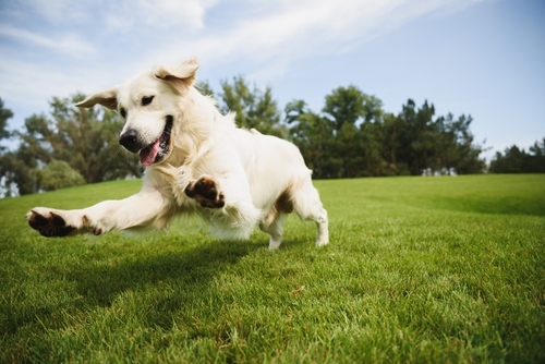 12 Tips For Helping Your Dog Live A Longer, Healthier, Happier Life