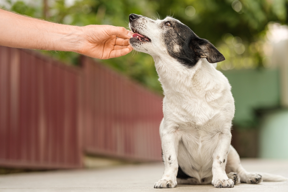 Quercetin supplements for dogs