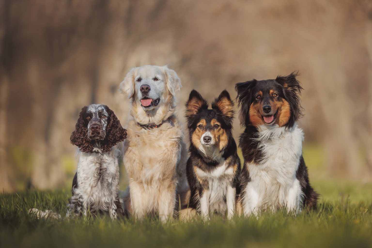 9 Pros And 7 Cons Of Having Multiple Dogs - iHeartDogs.com