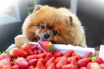 Pomeranian eating strawberries