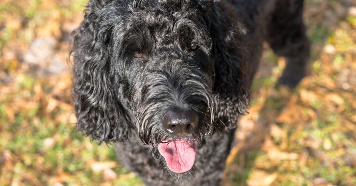 The 11 Best Potty-Training Products For Labradoodle Puppies & Dogs