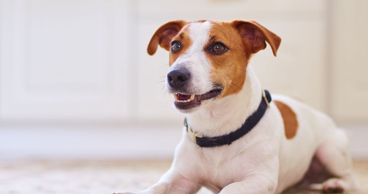 Best Jack Russell Dental Chews