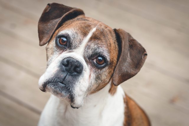 cognitive decline in dogs