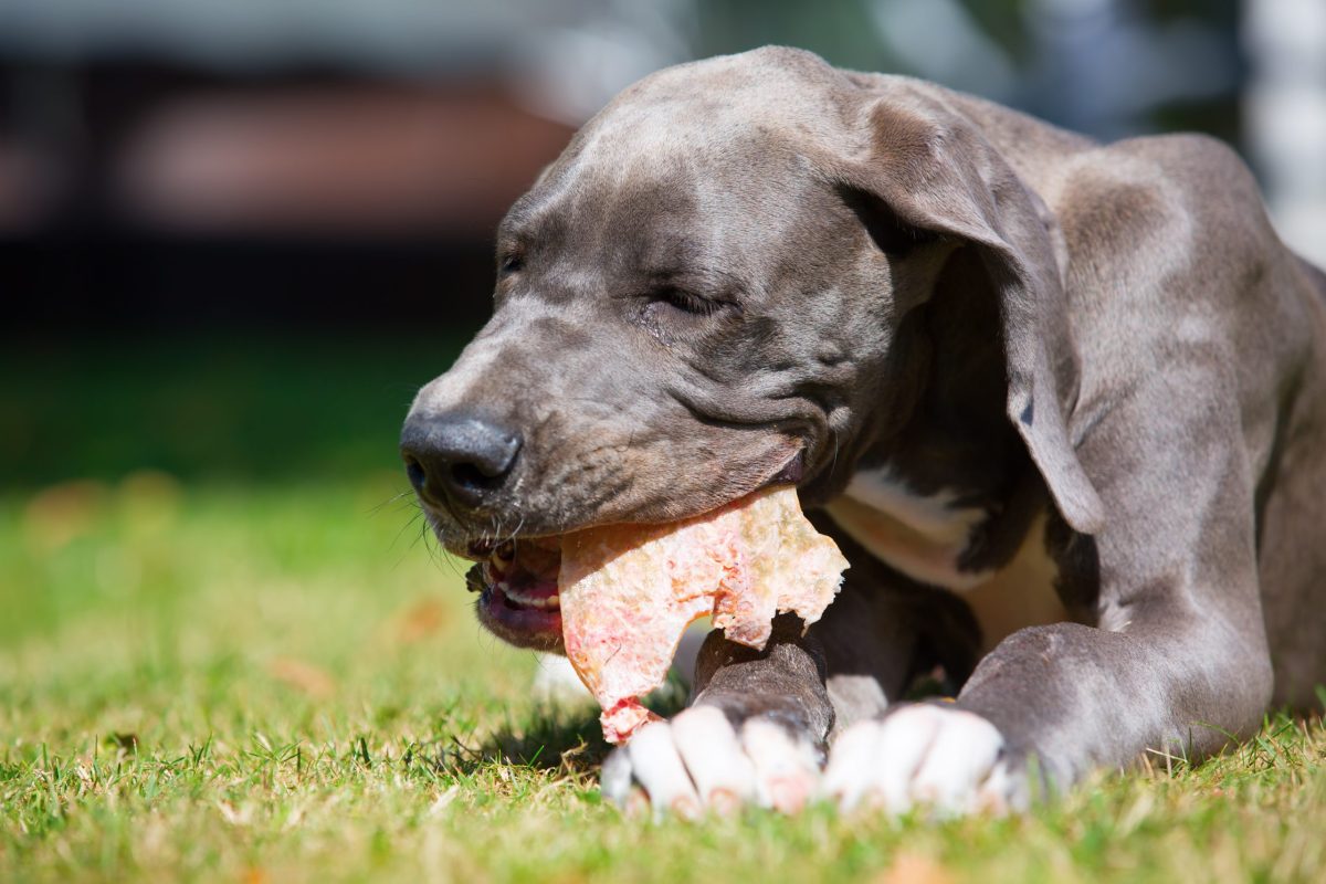12 Best Raw Dog Food Brands for Great Danes
