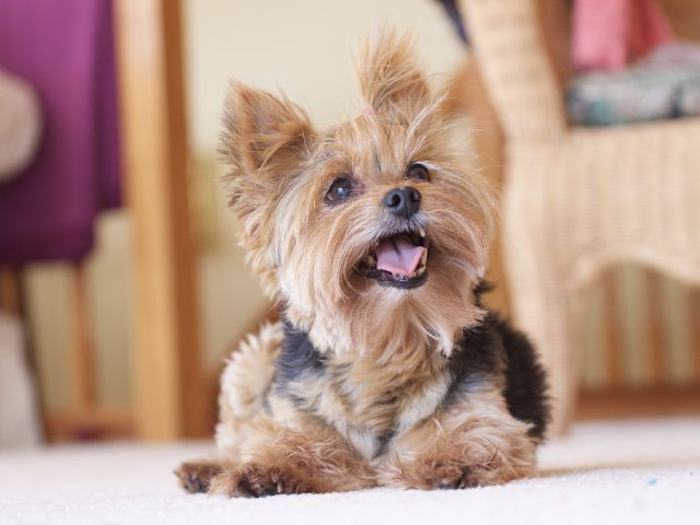 best weight loss supplements for Yorkies