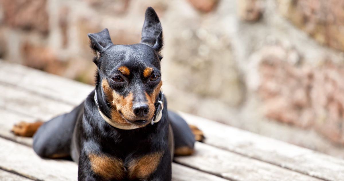 best eye supplements for Miniature Pinschers