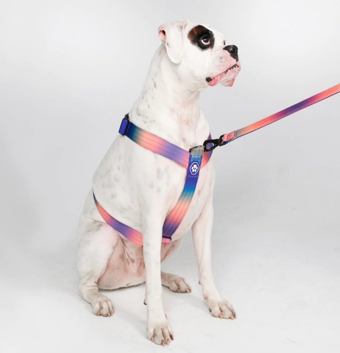 Spark Paws Comfort Control No-Pull Dog Harness
