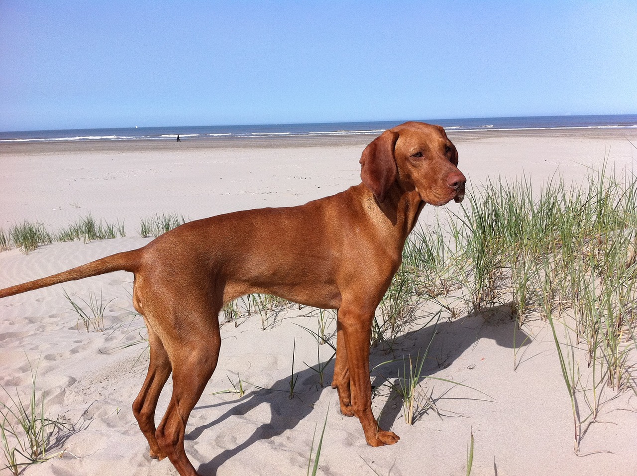 4 Ways to Help Your Vizsla’s Fear of Fireworks This 4th of July