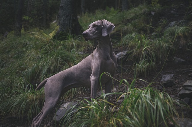Best Weimaraner Products For Travel