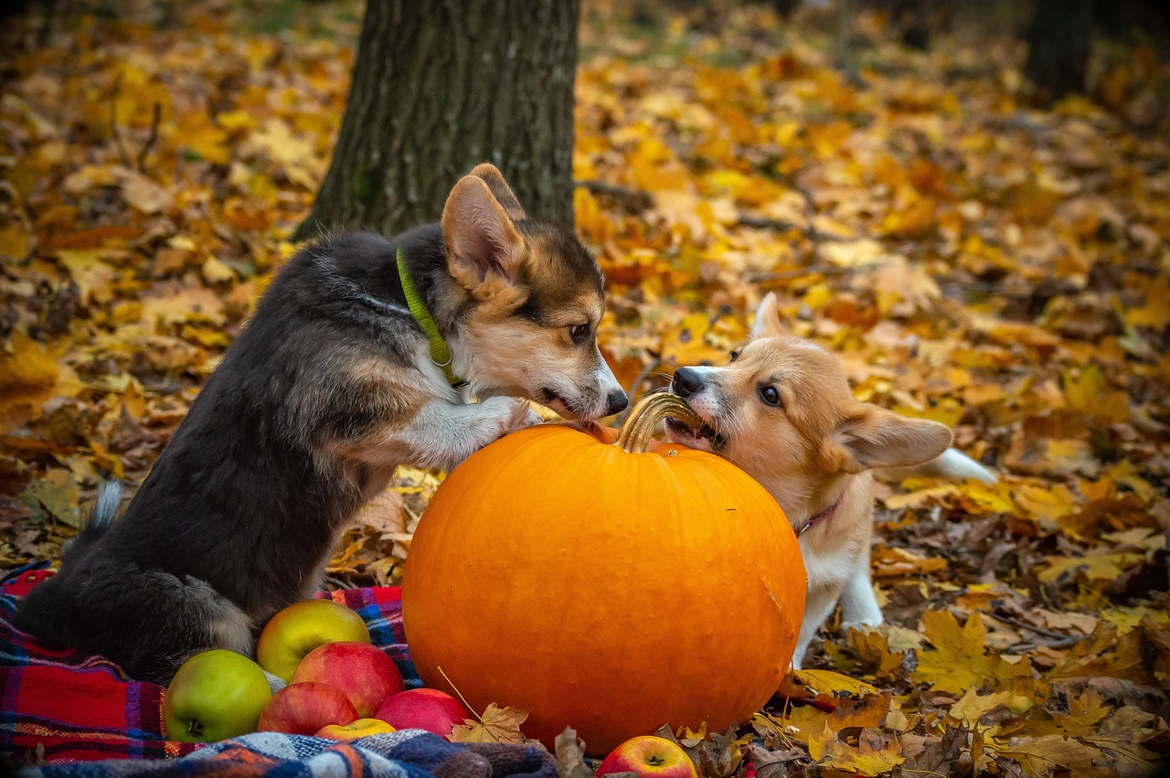 Best Pumpkin Dog Treats