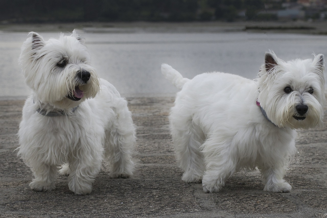 8 Problems Only a Westie Owner Would Understand
