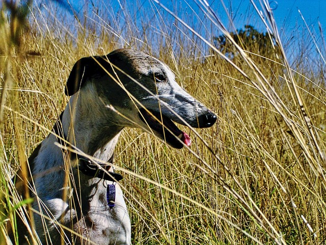Best Whippet Products For Travel