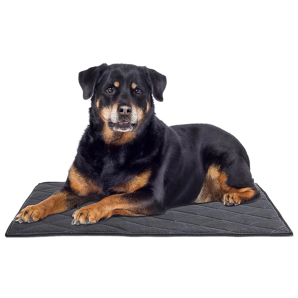 The 9 Best Indestructible Dog Beds for Chewers, Diggers, and Shredders