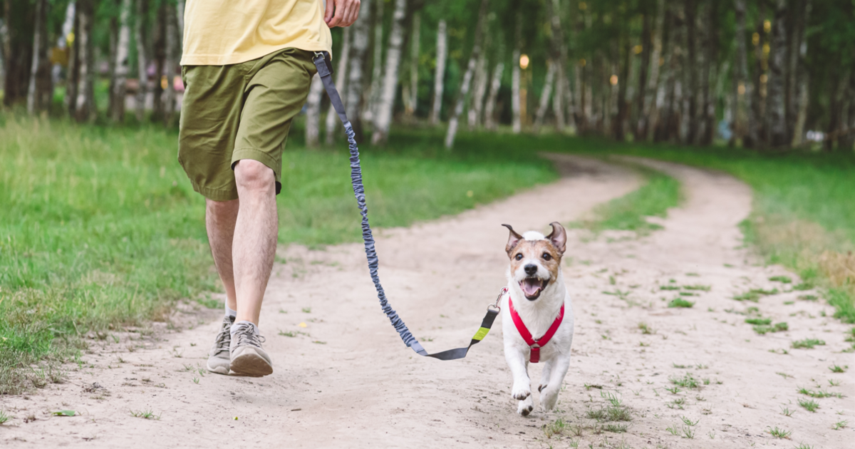 The 7 Best Hands-Free Dog Leashes
